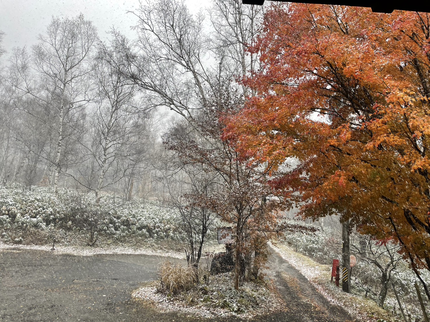 ★紅葉情報★11月10日